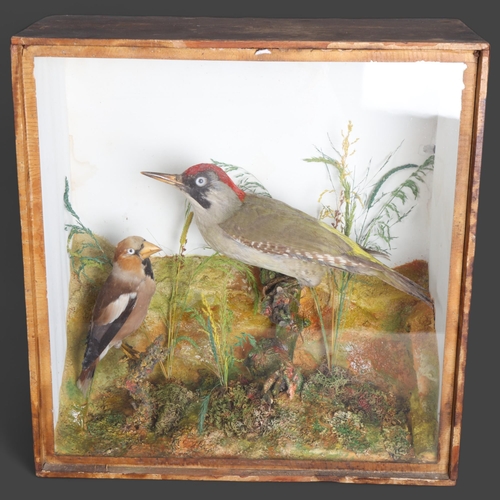 3406 - Taxidermy : An Antique cased display, a Green Woodpecker and Hawfinch perched on branches in Natural... 