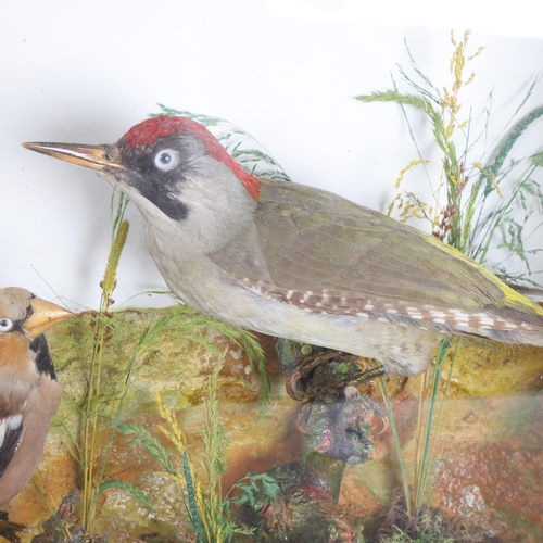 3406 - Taxidermy : An Antique cased display, a Green Woodpecker and Hawfinch perched on branches in Natural... 