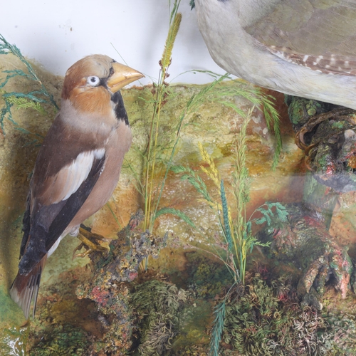 3406 - Taxidermy : An Antique cased display, a Green Woodpecker and Hawfinch perched on branches in Natural... 