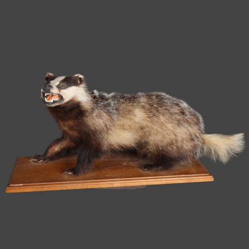 3407 - Taxidermy : A full mount Badger (Meles meles), standing, mounted on wooden plinth, length 65cm.