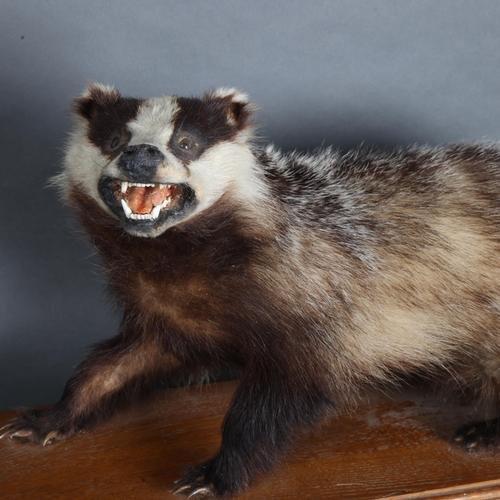 3407 - Taxidermy : A full mount Badger (Meles meles), standing, mounted on wooden plinth, length 65cm.