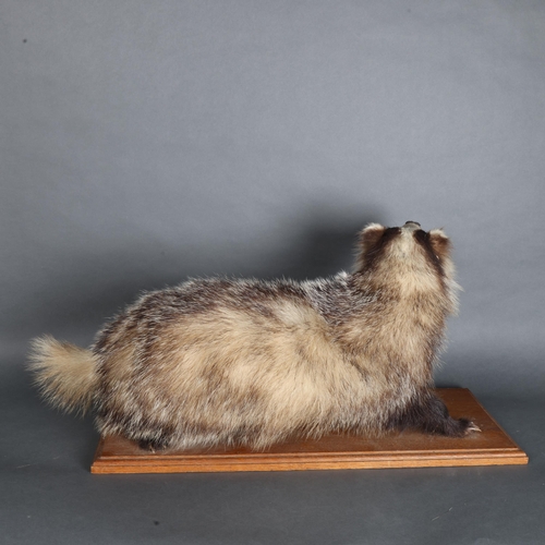 3407 - Taxidermy : A full mount Badger (Meles meles), standing, mounted on wooden plinth, length 65cm.