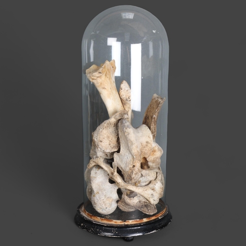 3412 - Natural History : A collection various animal bones, housed in an Antique circular glass dome on ebo... 