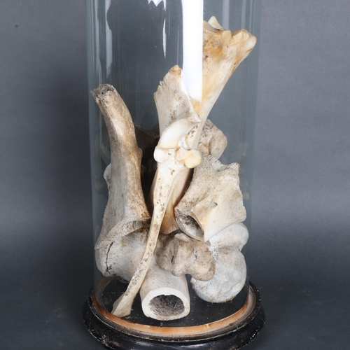 3412 - Natural History : A collection various animal bones, housed in an Antique circular glass dome on ebo... 