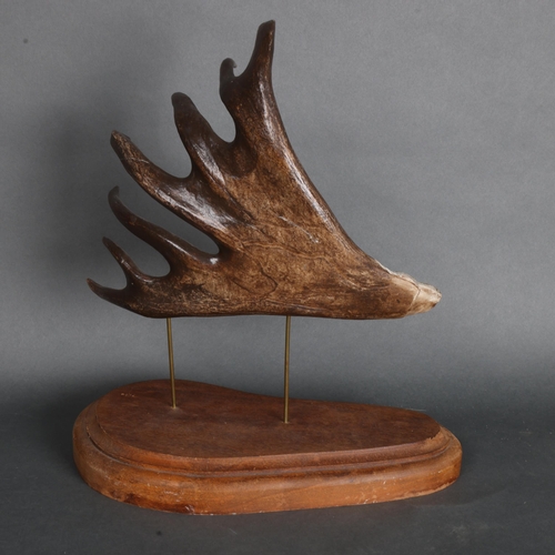 3414 - Natural History : Alaskan Caribou Reindeer Antler art carving.
The shovel of a naturally shed antler... 