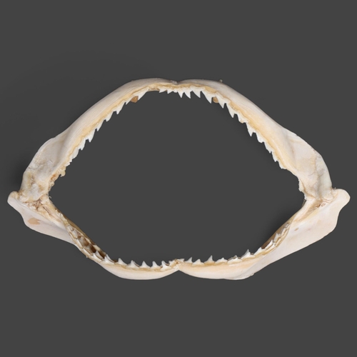 3415 - Taxidermy: Shark Jaws. A complete set of shark jaws.