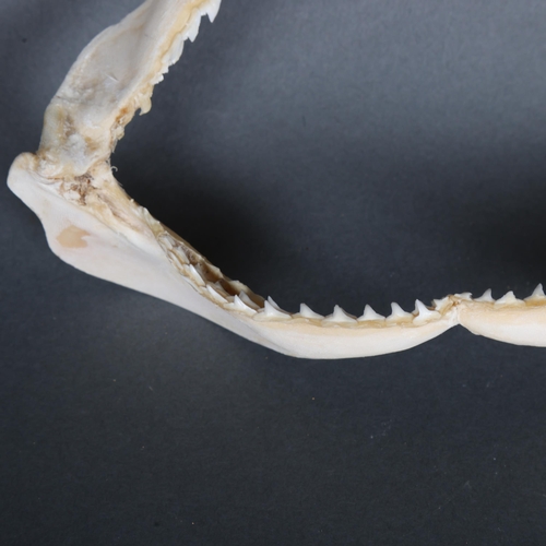 3415 - Taxidermy: Shark Jaws. A complete set of shark jaws.