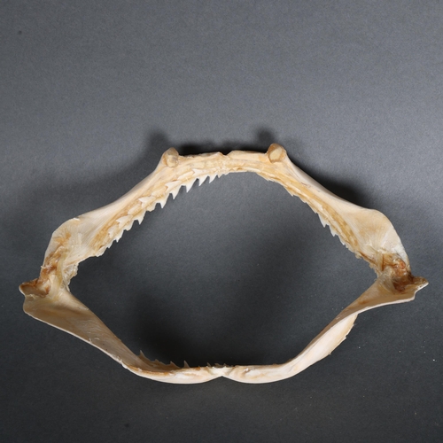 3415 - Taxidermy: Shark Jaws. A complete set of shark jaws.