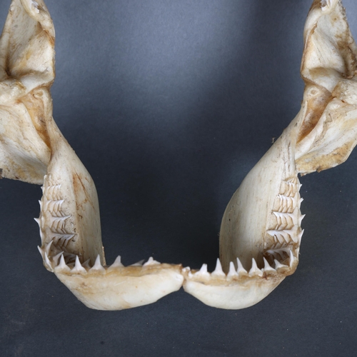 3416 - Taxidermy: Large set of Bull shark jaws
A good quality set, complete with multiple rows of dozens of... 