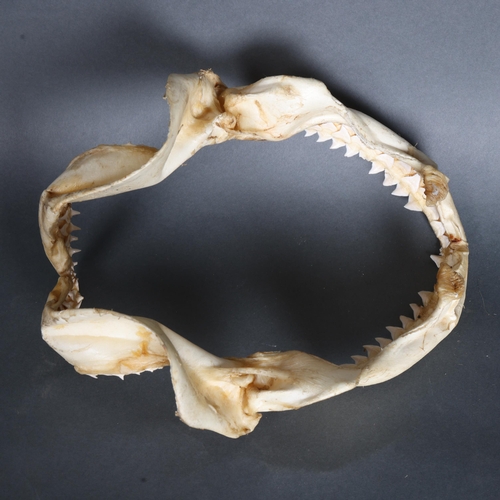 3416 - Taxidermy: Large set of Bull shark jaws
A good quality set, complete with multiple rows of dozens of... 