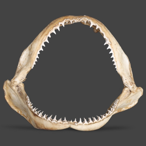 3417 - Taxidermy: Large set of shark jaws A good quality set, complete with multiple rows of dozens of teet... 