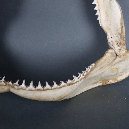 3417 - Taxidermy: Large set of shark jaws A good quality set, complete with multiple rows of dozens of teet... 