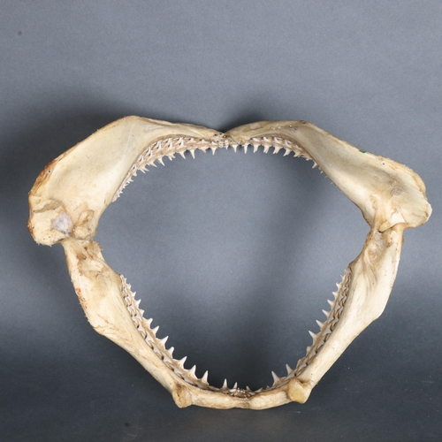 3417 - Taxidermy: Large set of shark jaws A good quality set, complete with multiple rows of dozens of teet... 