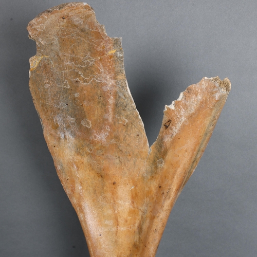 3418 - Fossil: Extinct Megaloceras Irish Elk Scapula.
A fossil Irish Elk (Megaloceras giganteus) scapula (s... 