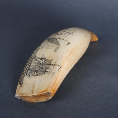 3420 - Natural History : Scrimshaw Whale Tooth, 19th century.
A large polished sperm whale tooth with carve... 