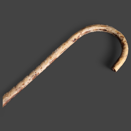 3423 - Taxidermy: Bull Pizzle (Penis) Crook Handle Walking Stick 
A genuine bulls penis which has had a ste... 