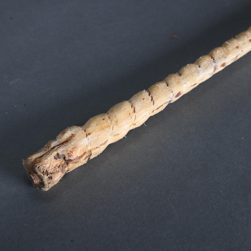 3423 - Taxidermy: Bull Pizzle (Penis) Crook Handle Walking Stick 
A genuine bulls penis which has had a ste... 