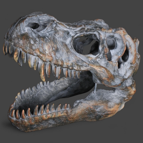 3424 - Natural History : Model ‘Tyrannosaurus rex’ Dinosaur Skull
A decorative model skull of the iconic T.... 