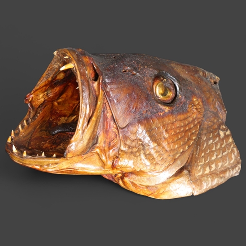 3425 - Taxidermy: Cubera Snapper Fish Head. 
An unusual preserved head of the Cubera Snapper fish, also kno... 