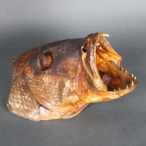 3425 - Taxidermy: Cubera Snapper Fish Head. 
An unusual preserved head of the Cubera Snapper fish, also kno... 