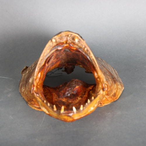 3425 - Taxidermy: Cubera Snapper Fish Head. 
An unusual preserved head of the Cubera Snapper fish, also kno... 