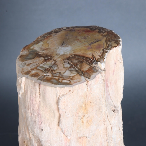 3426 - Natural History : A large section of fossilised tree, length 30cm, diameter 14cm