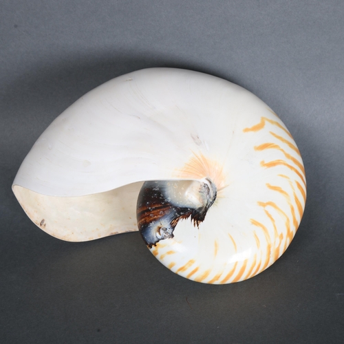 3427 - Taxidermy: Chambered Nautilus Shell. 
A particularly large and fine specimen of of Chambered Nautilu... 