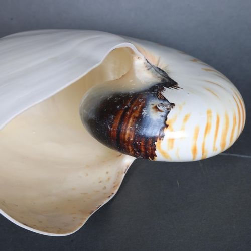 3427 - Taxidermy: Chambered Nautilus Shell. 
A particularly large and fine specimen of of Chambered Nautilu... 