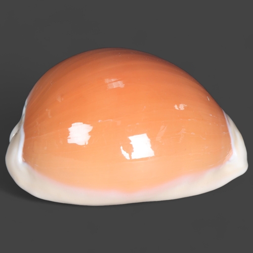 3428 - Taxidermy: Rare Golden Cowrie Shell. 
A highly sought and rare specimen. Of good colour and size.  C... 