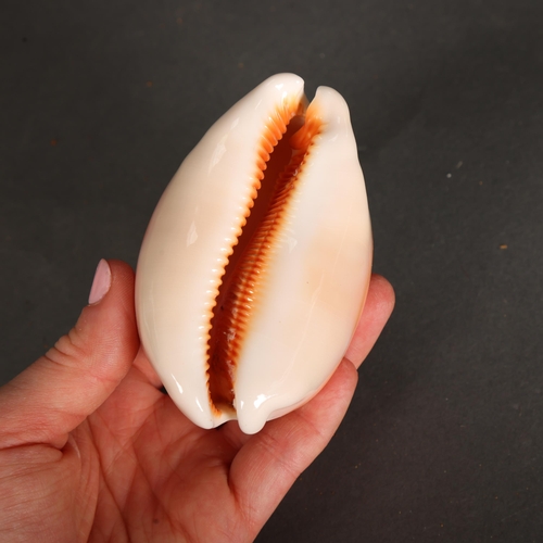 3428 - Taxidermy: Rare Golden Cowrie Shell. 
A highly sought and rare specimen. Of good colour and size.  C... 