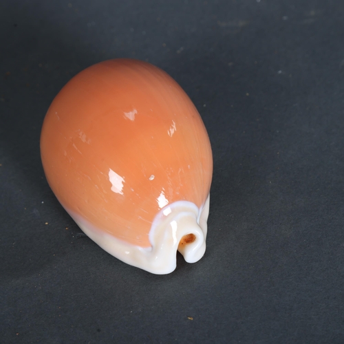 3428 - Taxidermy: Rare Golden Cowrie Shell. 
A highly sought and rare specimen. Of good colour and size.  C... 