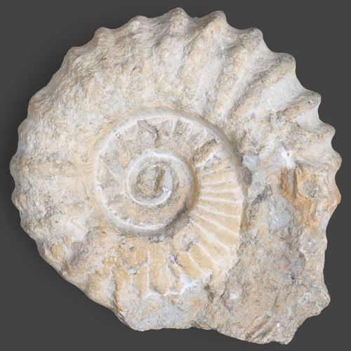 3429 - Natural History : A large unpolished ammonite diameter 24cm.