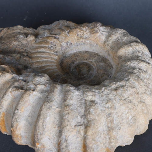 3429 - Natural History : A large unpolished ammonite diameter 24cm.