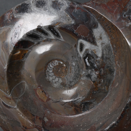 3430 - Natural History : A large polished ammonite, height 39cm.