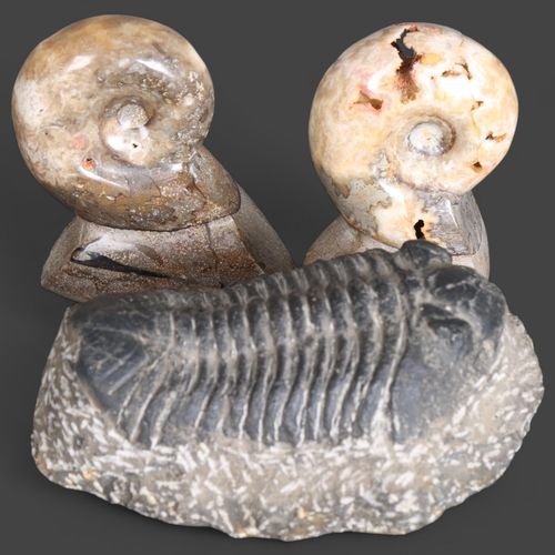 3431 - Natural History : 3 fossil specimens, comprising a trilobite, length 16cm, and 2 ammonites, length 1... 