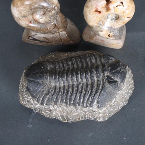 3431 - Natural History : 3 fossil specimens, comprising a trilobite, length 16cm, and 2 ammonites, length 1... 