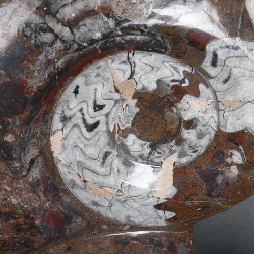 3432 - Natural History : A large polished ammonite, height 34cm.