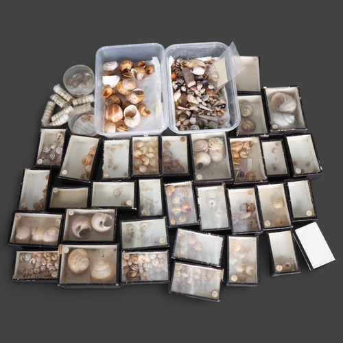 3436 - Natural History : A collection of mainly boxed sea shells of various description, some with British ... 