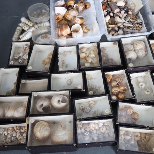 3436 - Natural History : A collection of mainly boxed sea shells of various description, some with British ... 