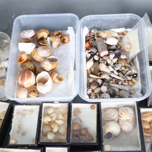 3436 - Natural History : A collection of mainly boxed sea shells of various description, some with British ... 