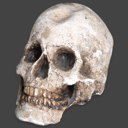 3451 - Curiosity/Macabre : Plaster Human Skull. A lifesize replica human skull made of plaster.