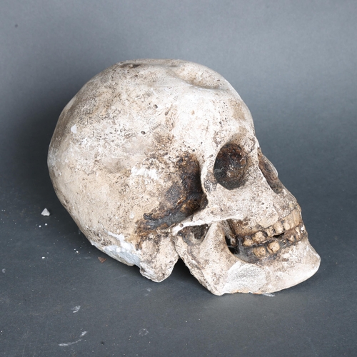 3451 - Curiosity/Macabre : Plaster Human Skull. A lifesize replica human skull made of plaster.