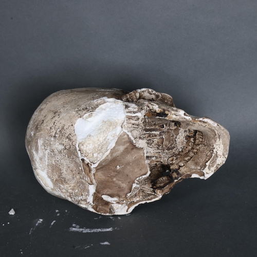 3451 - Curiosity/Macabre : Plaster Human Skull. A lifesize replica human skull made of plaster.