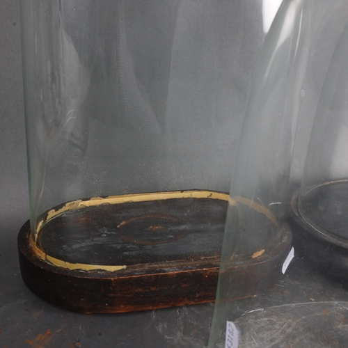 3496 - Two antique oval glass domes on stained wood bases and a third with no associated base, largest, ove... 