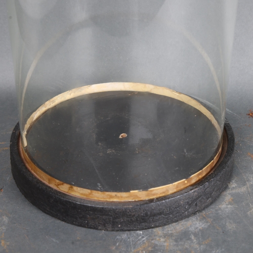 3499 - An circular glass dome on stained wood base, overall height 46cm, base diameter 20.5cm, dome, diamet... 