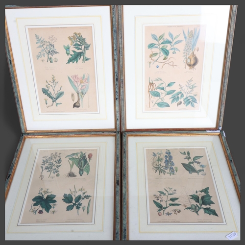 3522 - A group four framed coloured plates, botanical studies, all depicting vegetable poisons, each overal... 