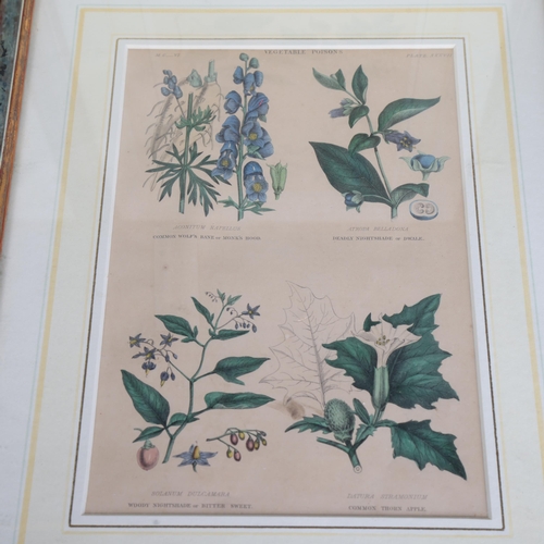 3522 - A group four framed coloured plates, botanical studies, all depicting vegetable poisons, each overal... 