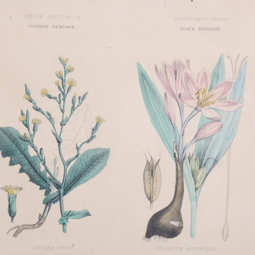 3522 - A group four framed coloured plates, botanical studies, all depicting vegetable poisons, each overal... 