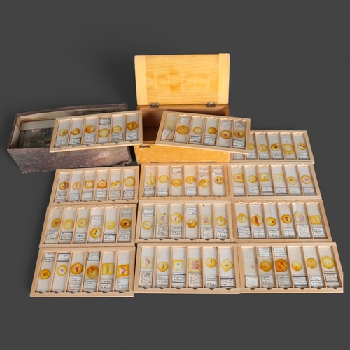 3525 - Human Anatomy : Approximately 75 early 20th Century Human histological microscope slides prepared by... 