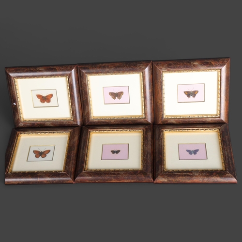 3554 - Lepidopterology : A group of six hand painted butterflies, mounted in modern wooden frames with gild... 